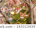 Cold cherry blossoms and whitetail 143313439