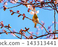 Cold cherry blossoms and whitetail 143313441