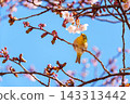 Cold cherry blossoms and whitetail 143313442