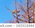 Cold cherry blossoms and whitetail 143313444