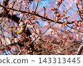 Cold cherry blossoms and whitetail 143313445