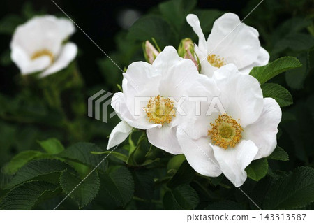 Hamanasu白花 143313587