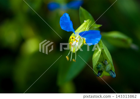 露草 露草 143313862