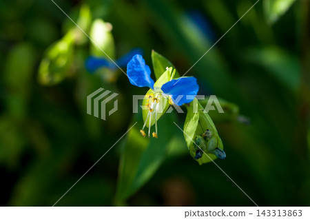 露草 露草 143313863