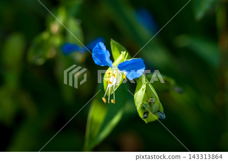 露草 露草 143313864