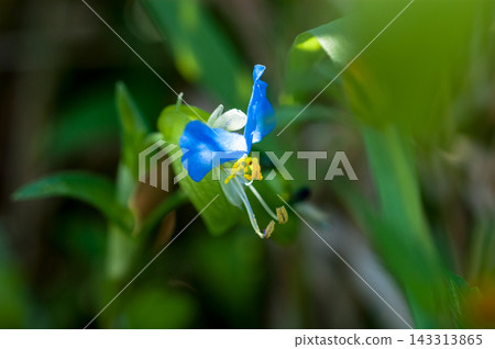 露草 露草 143313865