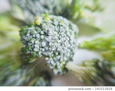 Green Broccoli Floret Carries White Frost Crystals Over Tightly Packed Buds, With Pale Branching Green Broccoli Floret Carries White Frost Crystals Over Tightly Packed Buds, With Pale Branching 143313928