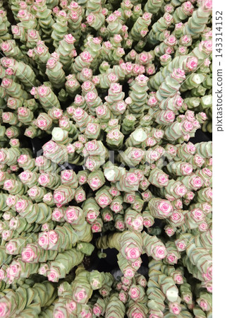 Dense Succulent Stems Display Stacked Pale Green Leaves And Pink Tips, Forming Repeated Spiral Dense Succulent Stems Display Stacked Pale Green Leaves And Pink Tips, Forming Repeated Spiral 143314152