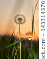 Dandelion Seed Head Standing In Tall Grass At Sunset In Meadow With Soft Orange Sky And Blurred 143314370