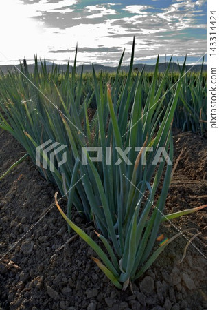 露天種植的青蔥 露天種植的青蔥 143314424