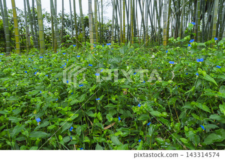 Bamboo grove and dayflower Bamboo grove and dayflower 143314574