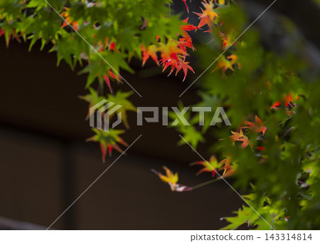 風景與秋天的落葉 143314814
