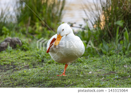 A White Aylesbury Duck cleaning their beak with their foot in the Blue Mountains A White Aylesbury Duck cleaning their beak with their foot in the Blue Mountains 143315064