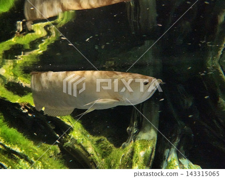 Arowana Arowana 143315065
