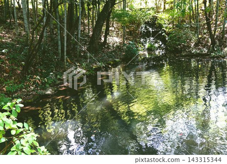 The surface of the water in a mystical bamboo forest The surface of the water in a mystical bamboo forest 143315344