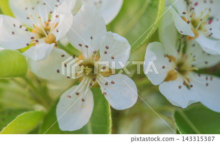 Spring, trees blooming in the garden. Natural background. 143315387