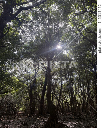 Sunlight filtering through the mangroves Sunlight filtering through the mangroves 143315432