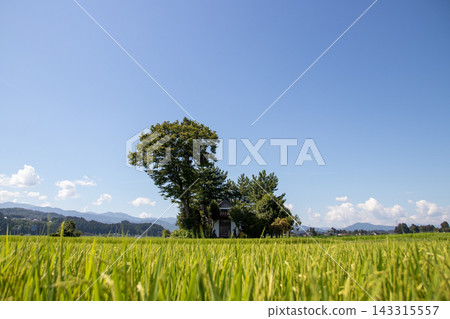 A small shrine surrounded by trees floating in the green rice fields. A small shrine surrounded by trees floating in the green rice fields. 143315557