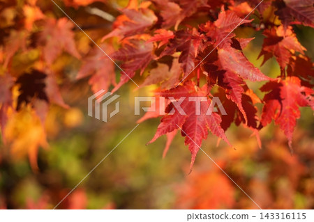 一棵被染成鮮紅色的山楓樹 一棵被染成鮮紅色的山楓樹 143316115