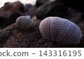 黃昏時的海膽殼 143316195