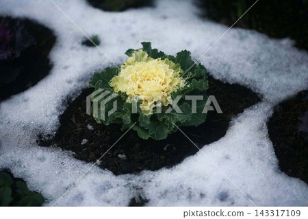 Leaf peonies buried in snow Leaf peonies buried in snow 143317109