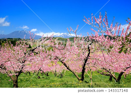 Peach field in Dankasato Peach field in Dankasato 143317148