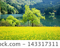 在Kitaurong湖強姦花 143317311