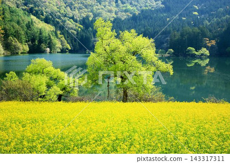 在Kitaurong湖強姦花 143317311