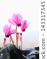 Pink cyclamen 143317345