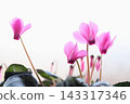 Pink cyclamen 143317346
