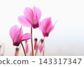 Pink cyclamen 143317347