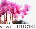 Pink cyclamen 143317348