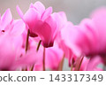 Pink cyclamen 143317349