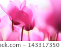 Pink cyclamen 143317350
