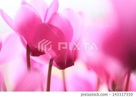 Pink cyclamen Pink cyclamen 143317350