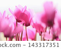 Pink cyclamen 143317351