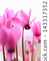 Pink cyclamen 143317352