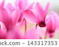 Pink cyclamen 143317353