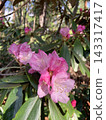 Rhododendrons are blooming in the rhododendron garden 143317417