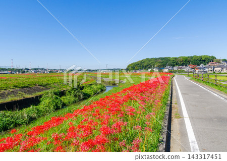 八賀津川河堤岸邊的蜘蛛百合（愛知縣半田市） 143317451