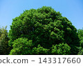 Large green trees and fresh green leaves spread out against a blue sky. 143317660