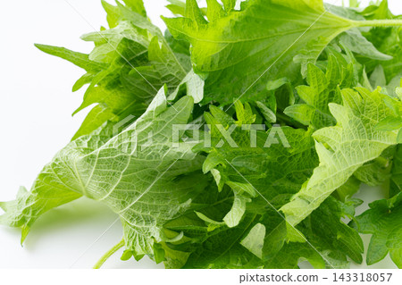 Close-up of perilla leaves Close-up of perilla leaves 143318057