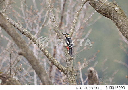 棲息在樹枝上的大斑啄木鳥 棲息在樹枝上的大斑啄木鳥 143318093