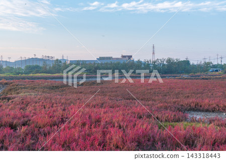 Autumn Morning Mist over Red Seepweed and Reed Field in Siheung Wetland, South Korea Autumn Morning Mist over Red Seepweed and Reed Field in Siheung Wetland, South Korea 143318443