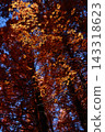 Autumn sunlight and the changing colors of maple leaves 143318623