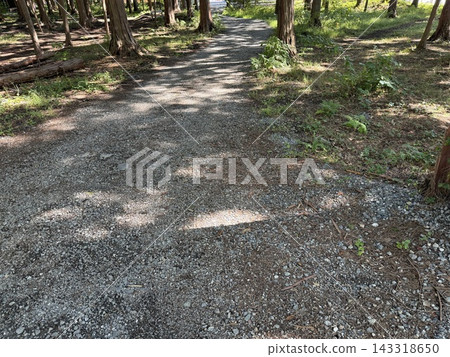 A pleasant walking path with sunlight filtering through the trees. A pleasant walking path with sunlight filtering through the trees. 143318650