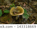 Inedible mushrooms growing on the forest floor 143318669