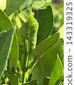 Swallowtail butterfly larvae eating mandarin orange leaves 143319325