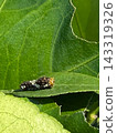 Swallowtail butterfly larvae eating mandarin orange leaves 143319326