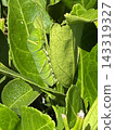 Swallowtail butterfly larvae eating mandarin orange leaves 143319327